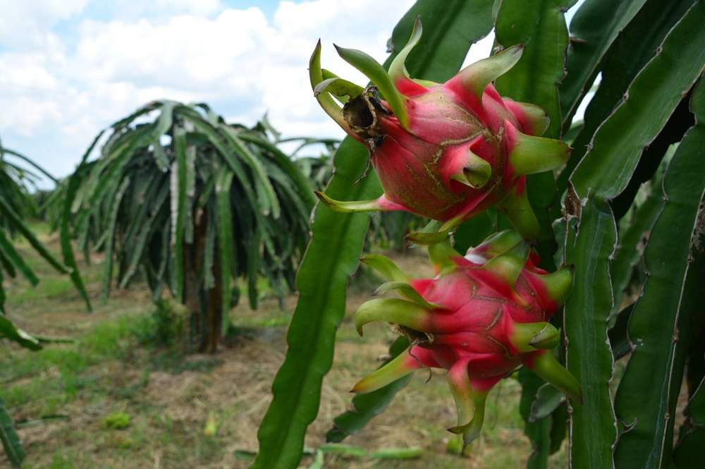 Places to See in Vietnam dragon fruit